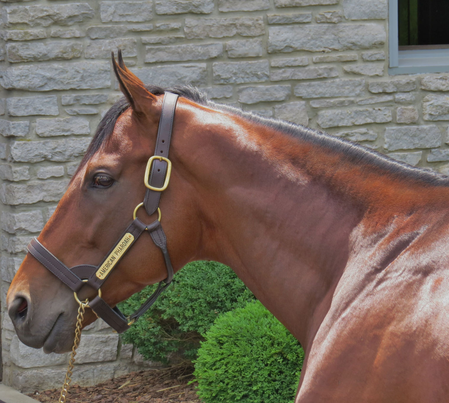 American Pharoah